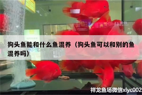 狗頭魚能和什么魚混養(yǎng)（狗頭魚可以和別的魚混養(yǎng)嗎） 狗頭魚