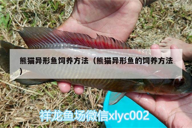 熊貓異形魚飼養(yǎng)方法（熊貓異形魚的飼養(yǎng)方法） 泰國(guó)雪鯽魚