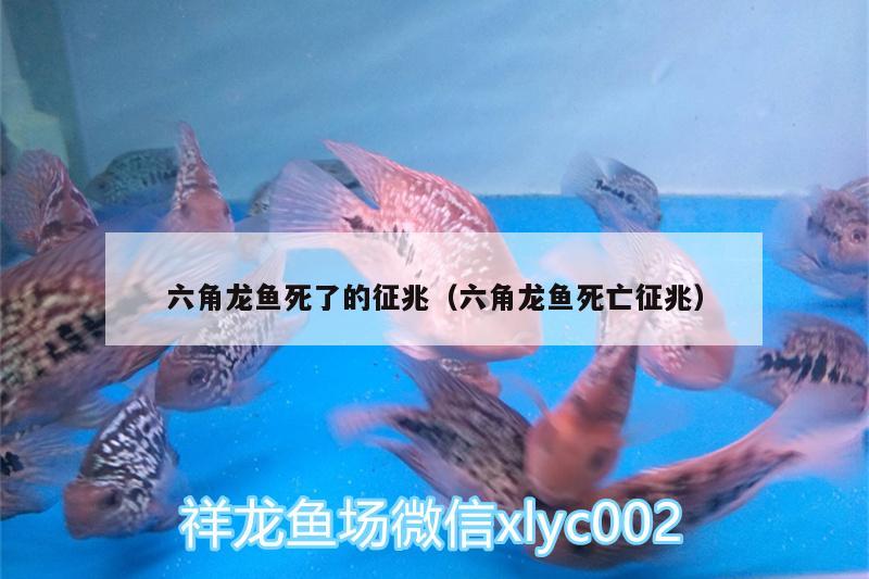 六角龍魚死了的征兆（六角龍魚死亡征兆）