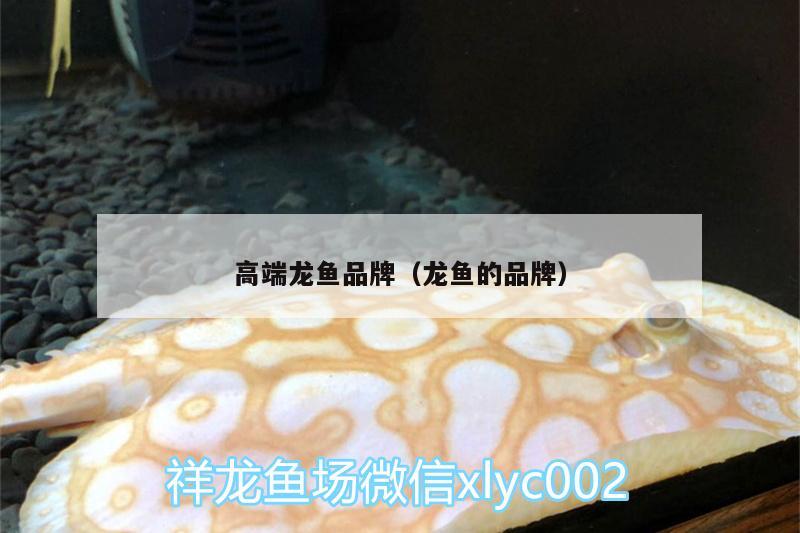 高端龍魚(yú)品牌（龍魚(yú)的品牌） 圖騰金龍魚(yú) 第2張