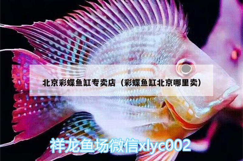 北京彩蝶魚缸專賣店（彩蝶魚缸北京哪里賣） 薩伊藍魚