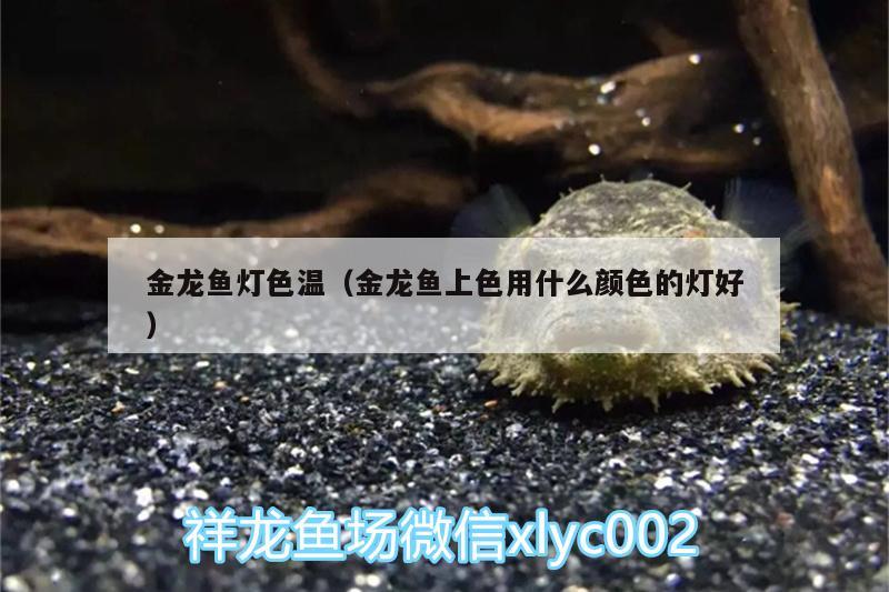 金龍魚燈色溫（金龍魚上色用什么顏色的燈好） 金龍福龍魚 第3張