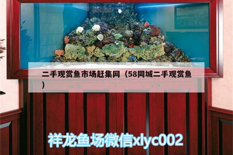 二手觀賞魚(yú)市場(chǎng)趕集網(wǎng)（58同城二手觀賞魚(yú)） 觀賞魚(yú)市場(chǎng)（混養(yǎng)魚(yú)）