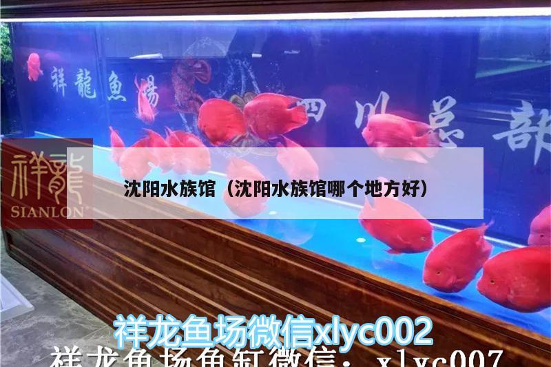 沈陽(yáng)水族館（沈陽(yáng)水族館哪個(gè)地方好） 龍魚百科