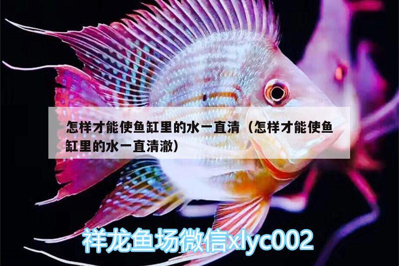 怎樣才能使魚缸里的水一直清（怎樣才能使魚缸里的水一直清澈） 斯維尼關(guān)刀魚