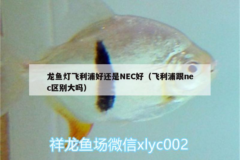 龍魚燈飛利浦好還是NEC好（飛利浦跟nec區(qū)別大嗎） 觀賞蝦蟹等飼料