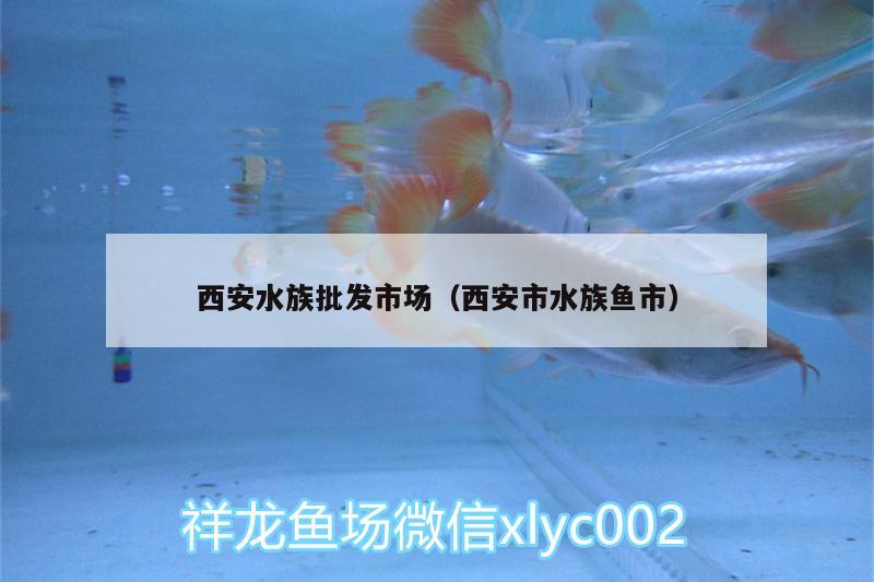 西安水族批發(fā)市場(chǎng)（西安市水族魚市）