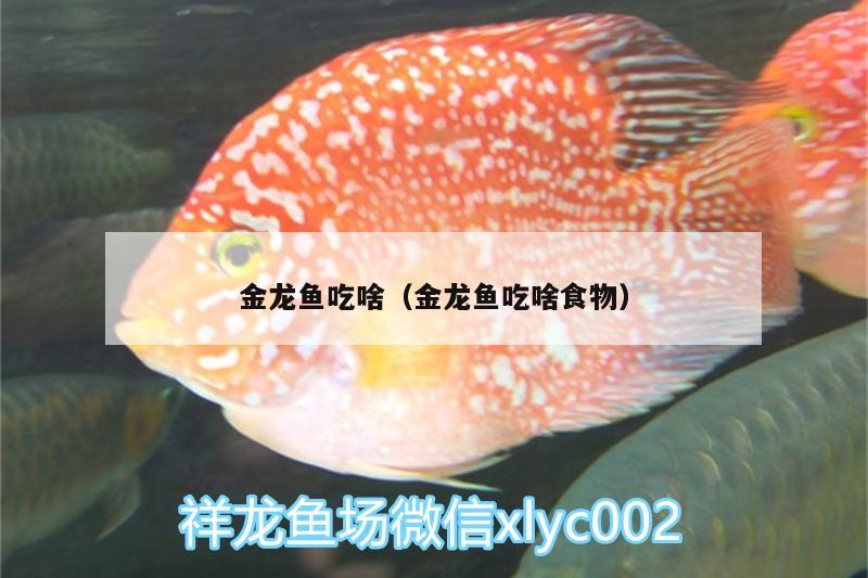 金龍魚吃啥（金龍魚吃啥食物）