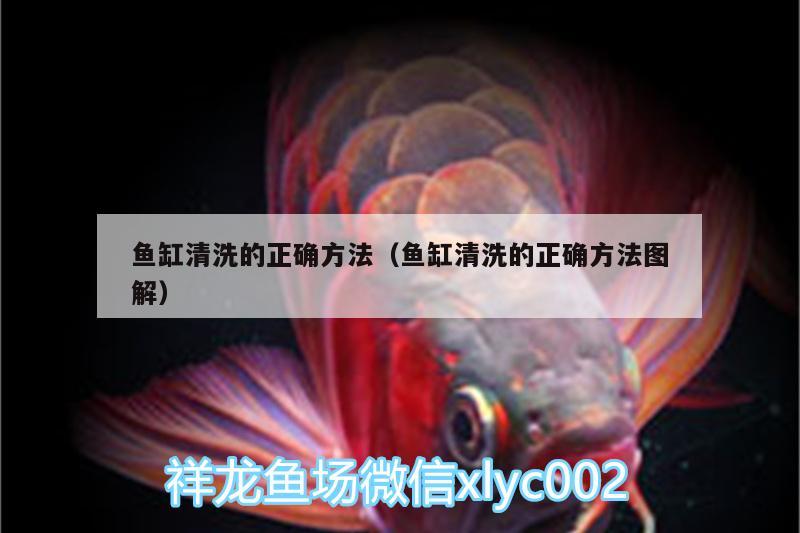 魚缸清洗的正確方法（魚缸清洗的正確方法圖解）