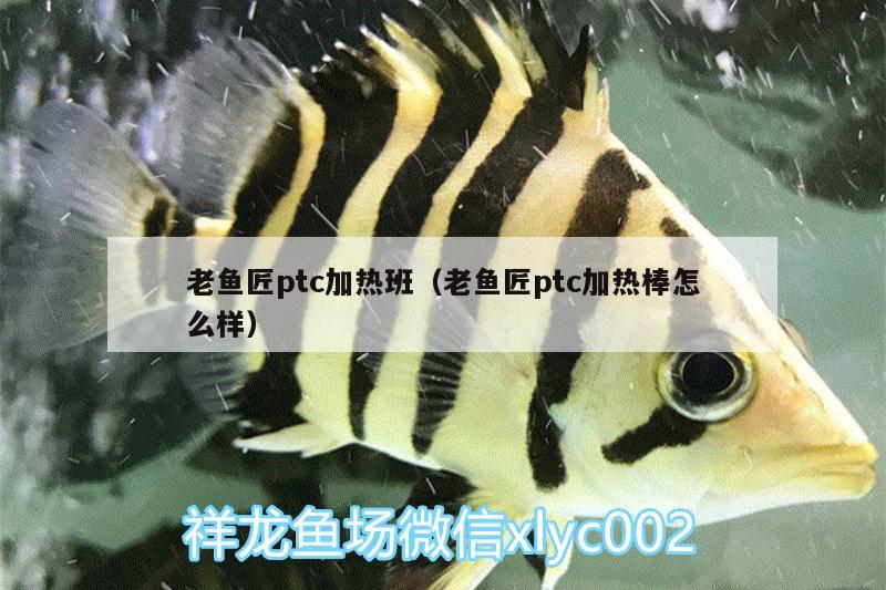 老魚匠ptc加熱班（老魚匠ptc加熱棒怎么樣）