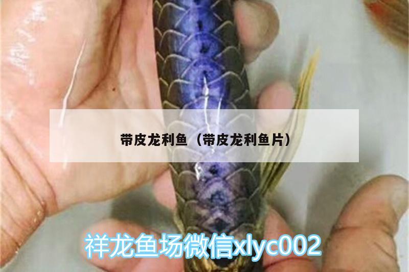 帶皮龍利魚（帶皮龍利魚片）