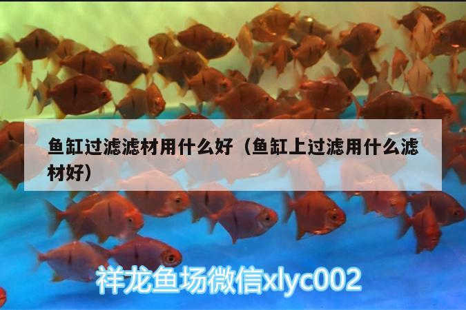 魚缸過濾濾材用什么好（魚缸上過濾用什么濾材好）