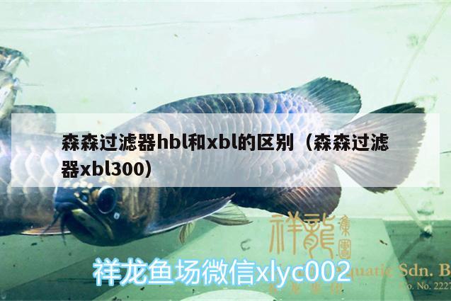 森森過濾器hbl和xbl的區(qū)別（森森過濾器xbl300） 粗線銀版魚苗