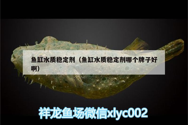 魚缸水質(zhì)穩(wěn)定劑（魚缸水質(zhì)穩(wěn)定劑哪個(gè)牌子好?。?白條過背金龍魚