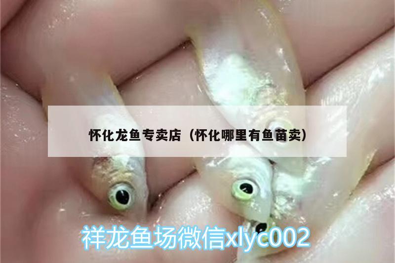 懷化龍魚專賣店（懷化哪里有魚苗賣）