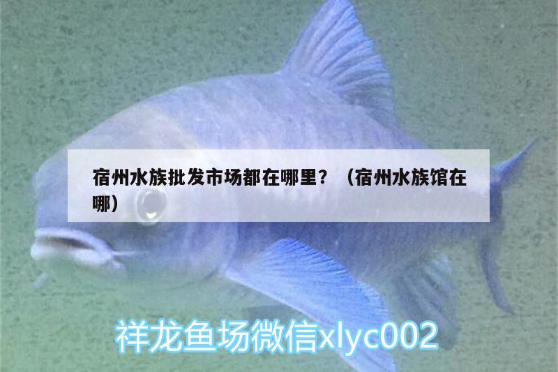 宿州水族批發(fā)市場都在哪里？（宿州水族館在哪） 觀賞魚水族批發(fā)市場