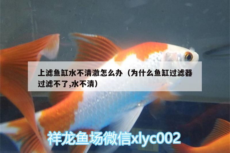 上濾魚(yú)缸水不清澈怎么辦（為什么魚(yú)缸過(guò)濾器過(guò)濾不了,水不清）