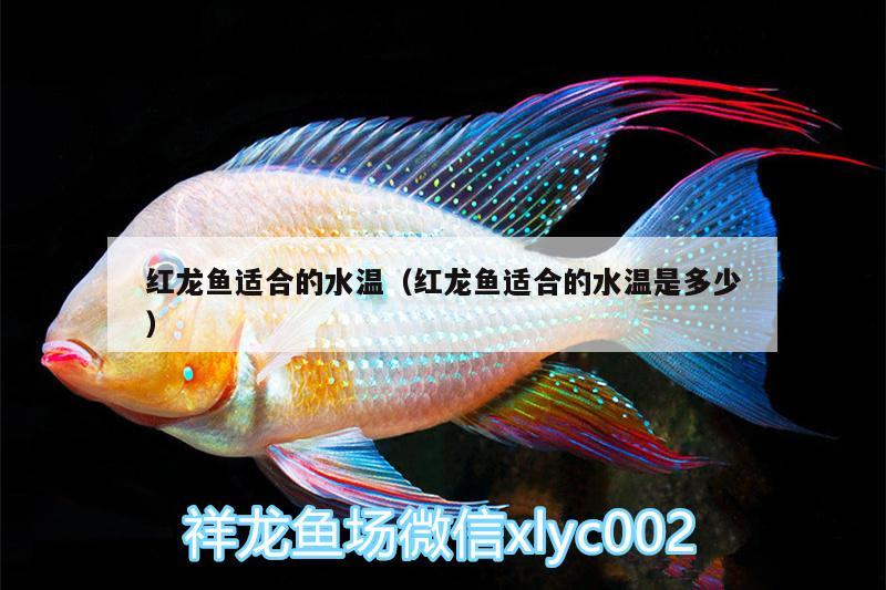 紅龍魚適合的水溫（紅龍魚適合的水溫是多少）