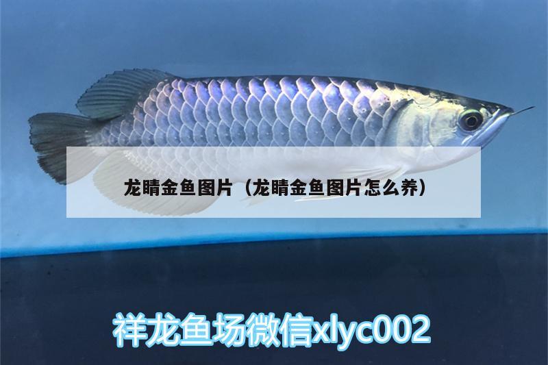 龍睛金魚圖片（龍睛金魚圖片怎么養(yǎng)） 元寶鯽