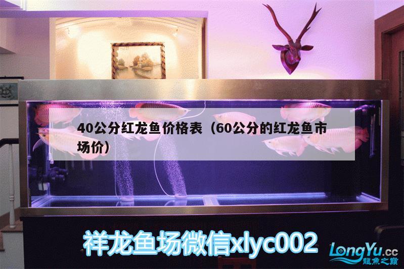 40公分紅龍魚價格表（60公分的紅龍魚市場價） 熊貓異形魚L46