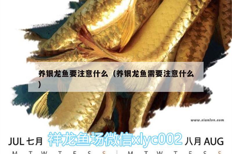 養(yǎng)銀龍魚要注意什么（養(yǎng)銀龍魚需要注意什么）