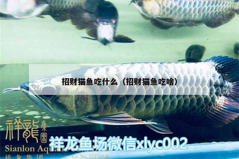 招財貓魚吃什么（招財貓魚吃啥）