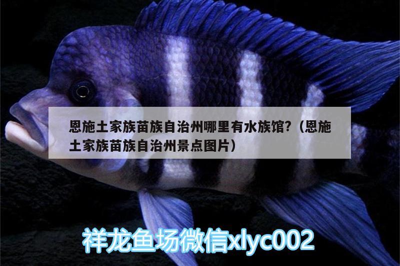 恩施土家族苗族自治州哪里有水族館?（恩施土家族苗族自治州景點圖片） 魚缸水泵