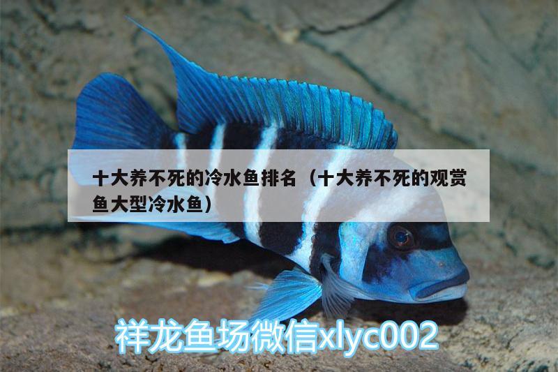 十大養(yǎng)不死的冷水魚排名（十大養(yǎng)不死的觀賞魚大型冷水魚） 噴點(diǎn)菠蘿魚