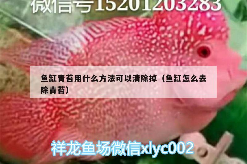 魚缸青苔用什么方法可以清除掉（魚缸怎么去除青苔）