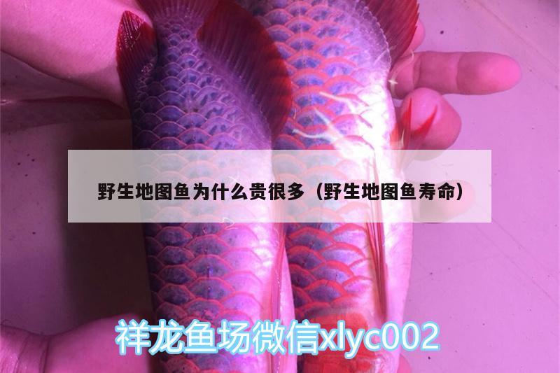 野生地圖魚為什么貴很多（野生地圖魚壽命）