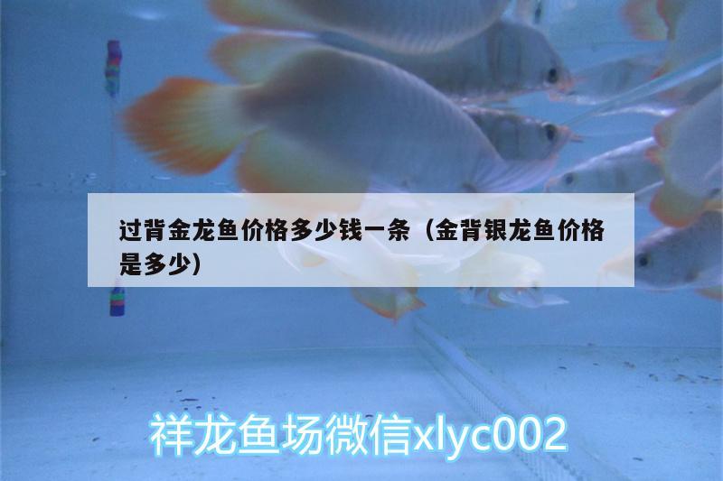 過背金龍魚價格多少錢一條（金背銀龍魚價格是多少） 過背金龍魚