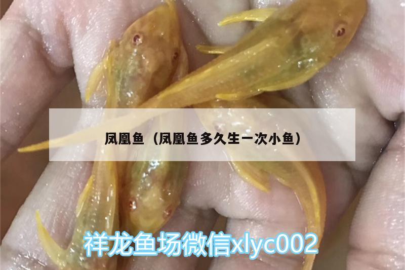 鳳凰魚（鳳凰魚多久生一次小魚） 水族燈（魚缸燈）