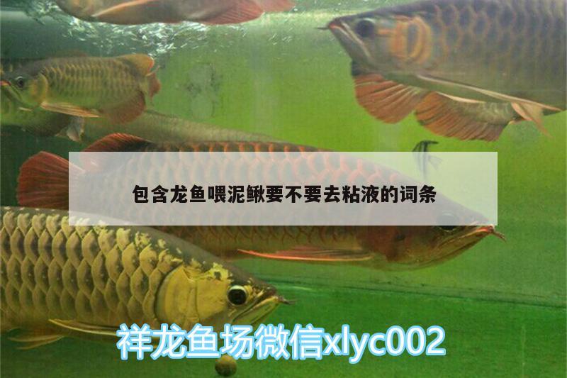 包含龍魚(yú)喂泥鰍要不要去粘液的詞條 銀古魚(yú)苗