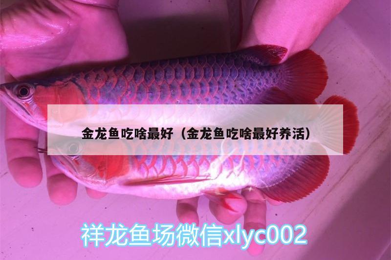 金龍魚吃啥最好（金龍魚吃啥最好養(yǎng)活）