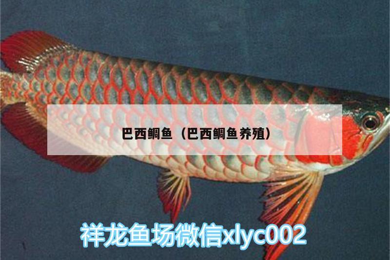 巴西鯛魚(yú)（巴西鯛魚(yú)養(yǎng)殖） 印尼小紅龍