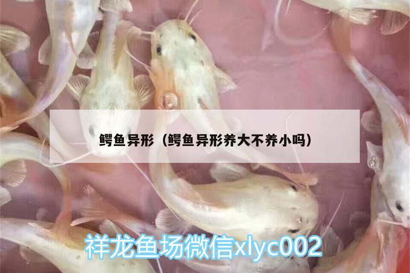 鱷魚異形（鱷魚異形養(yǎng)大不養(yǎng)小嗎）