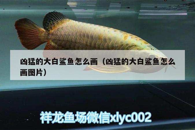 兇猛的大白鯊魚怎么畫（兇猛的大白鯊魚怎么畫圖片） 大白鯊魚