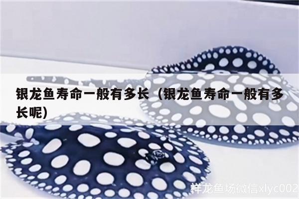 銀龍魚(yú)壽命一般有多長(zhǎng)（銀龍魚(yú)壽命一般有多長(zhǎng)呢）