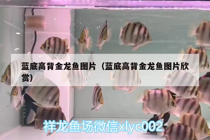 藍(lán)底高背金龍魚圖片（藍(lán)底高背金龍魚圖片欣賞） 高背金龍魚 第2張