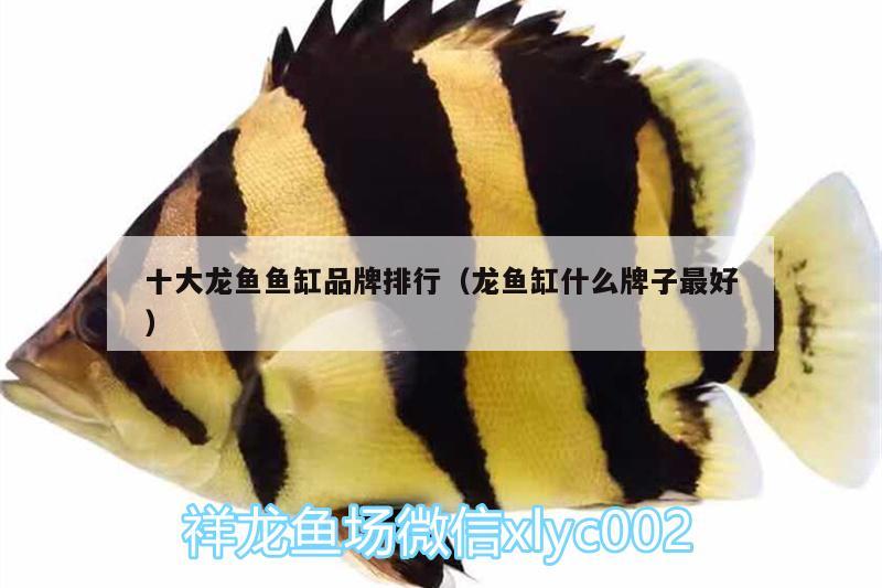 十大龍魚魚缸品牌排行（龍魚缸什么牌子最好） 白子球鯊魚 第2張