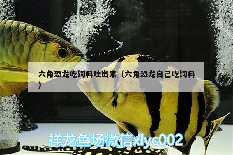 六角恐龍吃飼料吐出來(lái)（六角恐龍自己吃飼料） 非洲象鼻魚