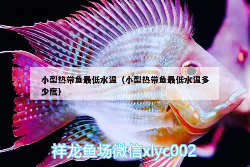 小型熱帶魚最低水溫（小型熱帶魚最低水溫多少度） 細線銀版魚