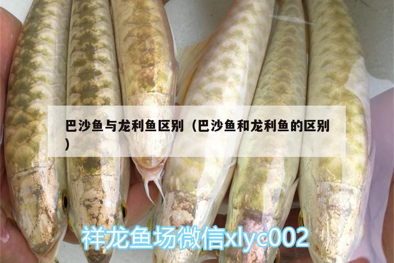 巴沙魚與龍利魚區(qū)別（巴沙魚和龍利魚的區(qū)別）