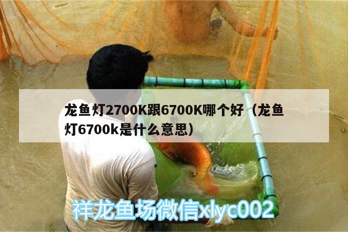 龍魚燈2700K跟6700K哪個(gè)好（龍魚燈6700k是什么意思）