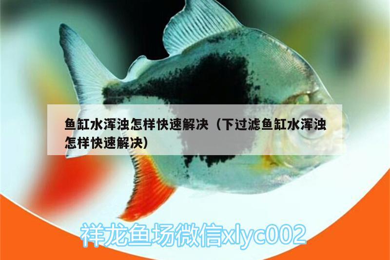 魚(yú)缸水渾濁怎樣快速解決（下過(guò)濾魚(yú)缸水渾濁怎樣快速解決）