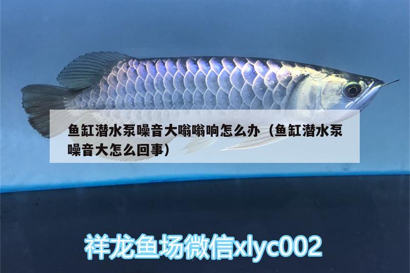 魚缸潛水泵噪音大嗡嗡響怎么辦（魚缸潛水泵噪音大怎么回事） 其他益生菌