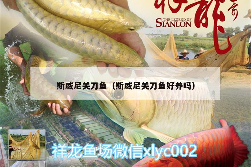 斯威尼關(guān)刀魚(yú)（斯威尼關(guān)刀魚(yú)好養(yǎng)嗎） 藍(lán)底過(guò)背金龍魚(yú)