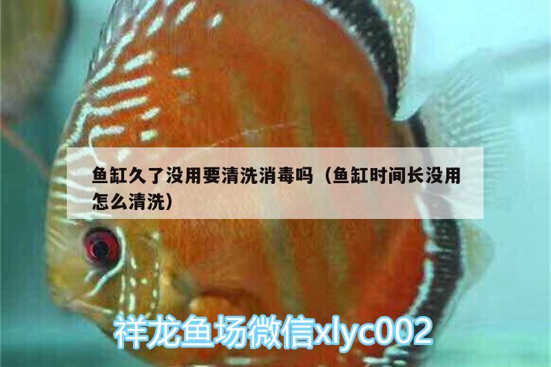 魚(yú)缸久了沒(méi)用要清洗消毒嗎（魚(yú)缸時(shí)間長(zhǎng)沒(méi)用怎么清洗） 白子紅龍魚(yú)