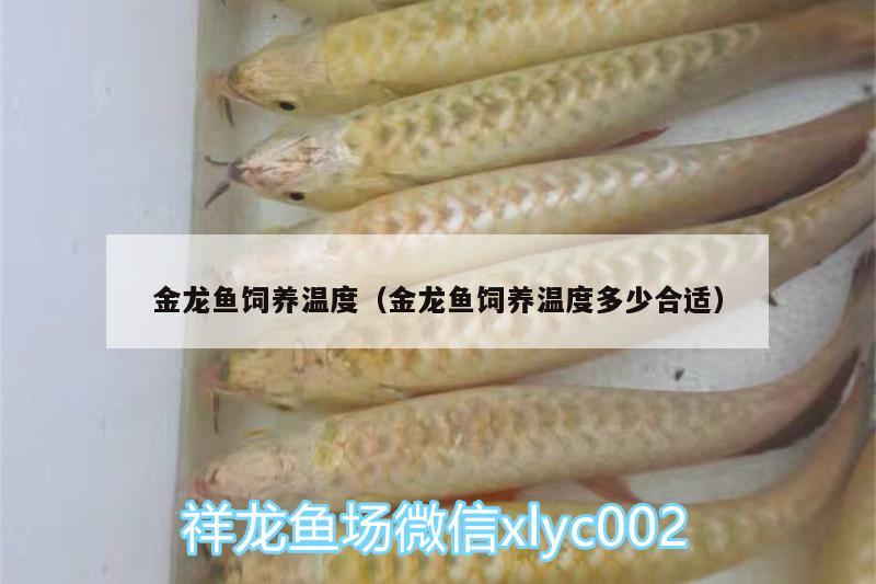 金龍魚飼養(yǎng)溫度（金龍魚飼養(yǎng)溫度多少合適）