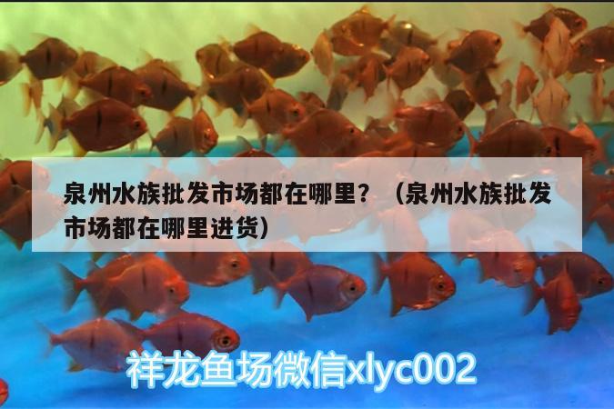 泉州水族批發(fā)市場都在哪里？（泉州水族批發(fā)市場都在哪里進(jìn)貨） 觀賞魚水族批發(fā)市場 第1張